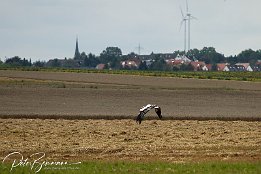 IMG_07993 Storch