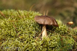 November 2011 - Herbst-Impressionen