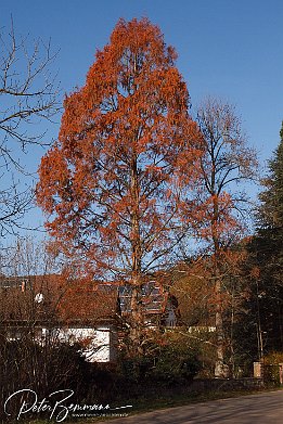 IMG 10179