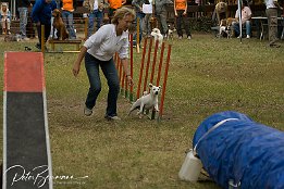 Offene Vereinsmeisterschaften 2007 des Agility-Team Heidesheim