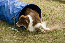 Offene Vereinsmeisterschaften 2007 des Agility-Team Heidesheim