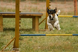 Offene Vereinsmeisterschaften 2007 des Agility-Team Heidesheim