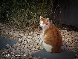 DSCF4835