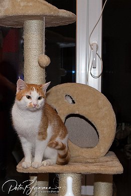 Gismo  Mal genau umschauen