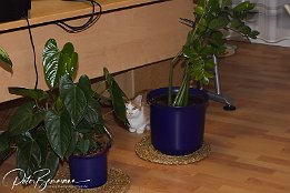 Gismo  Im Arbeitszimmer