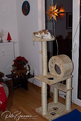 Gismo  Aha - jetzt bin ich der King