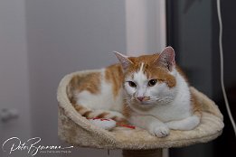 Gismo  Jetzt lass ich mal alles in Ruhe angehen