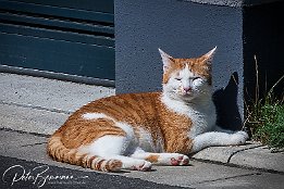 IMG 26788