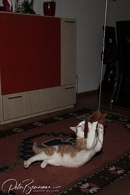 IMG 26829