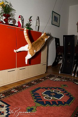 IMG 26901