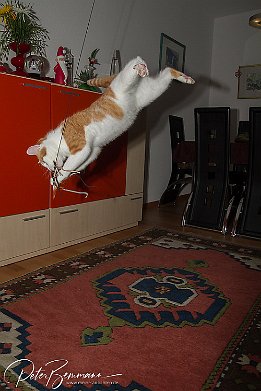 IMG 26911