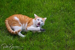 IMG 33204