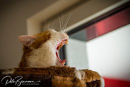 IMG 37133