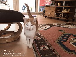 Gismo - 1 Woche später  oh, wer kommt denn da?