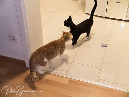 Gismo und Sansa  Wiedersehen nach einer Woche