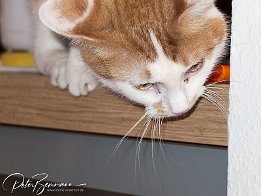 Gismo  Er passt genau auf, was Sansa da unten macht
