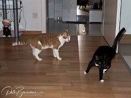 Gismo und Sansa  Ännährungsversuche - Begeisterung sieht anders aus