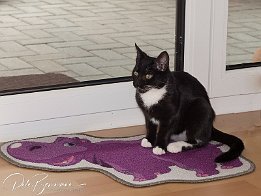 Sansa  alles neu hier