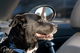 -Bearbeitet  Hundeportrait