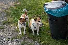 IMG 4037