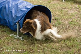 IMG 4560  Offene Vereinsmeisterschaften 2007 des Agility-Team Heidesheim