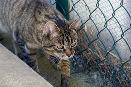 I7D 26770  Hauskatze - Tierpark Oppenheim