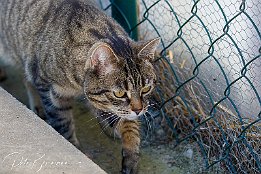 I7D_26770 Hauskatze - Tierpark Oppenheim