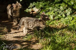 IMG 03065-r1