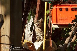 IMG 03071-r1