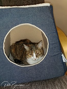 Katzen