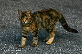 IMG 3696  Junger Haustiger auf der Straße