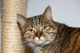 IMG RP 06694  Nala