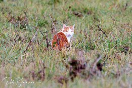 IR6 19882  Hauskatze - weit draußen in Rheinwiesen