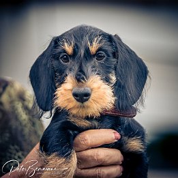IMG_7D_03293 Max