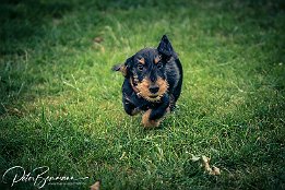 IMG_7D_03309 Max