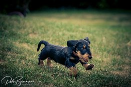 IMG_7D_03352 Max