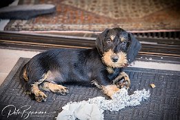 IMG RP 05500  Max : LR_Excessor