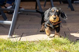 IMG_RP_05515
