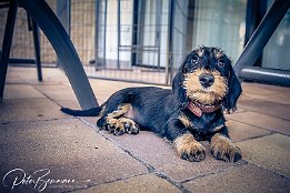 IMG_RP_05521 Max