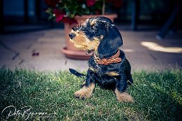 IMG_RP_05529