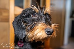 IR6_01308 Max