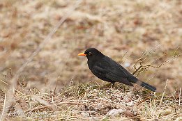 Amsel Amsel