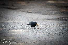 Amsel_I7D_17447 Amsel