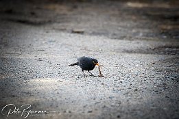 Amsel_I7D_17447 Amsel