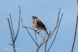 Blaukehlchen_IR6_12713 Blaukehlchen