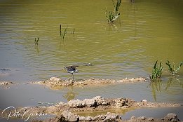 Bruchwasserlaeufer I7D 18439  Bruchwasserläufer