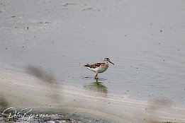 Bruchwasserlaeufer I7D 21115  Bruchwasserläufer