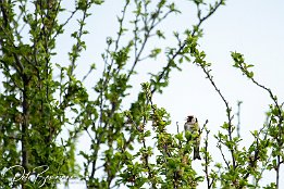 Distelfink-Stiglitz IMG RP 03168  In unmittelbarer Nachbarschaft kann ich in letzter Zeit häufiger ein Distelfink (Stiglitz) Pärchen beobachten. Heute stellte ich sogar fest, dass das Pärchen direkt vor meinem Fenster in einem jungen Baum ihr Nest gebaut hat und nun dort brütet. Ich bin gespannt.