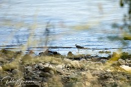 Flussuferlaeufer_IMG_RP_03032 Fluuferlufer - Actitis hypoleucos (Schnepfen) Eine neue Vogelart in meiner Sammlung. So einen hatte ich bisher noch nie vor der Linse. Heute gesehen beim...