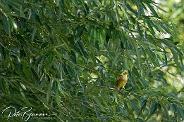 Goldammer_IMG_7D_01891 Goldammer - es dauerte eine ganze Weile, bis er sich relativ ruhig auf dem Ast zeigte und sich fotografieren lie. Hatte ihn im Feld entdeckt, aber da flog er...